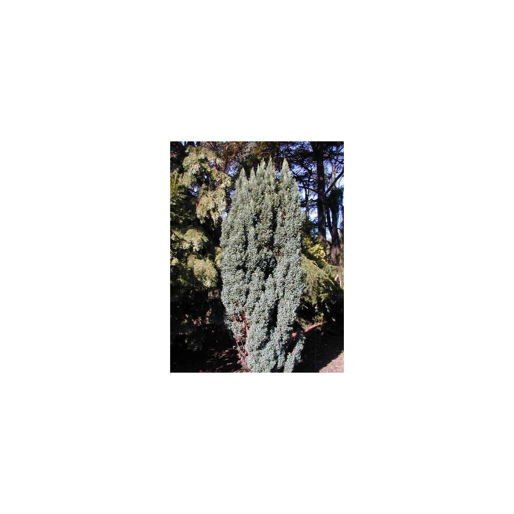 CHAMAECYPARIS lawsoniana Ellwoodii