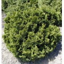 CHAMAECYPARIS obtusa Nana Gracilis