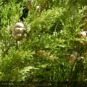 CUPRESSUS sempervirens Stricta
