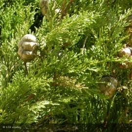 CUPRESSUS sempervirens Stricta