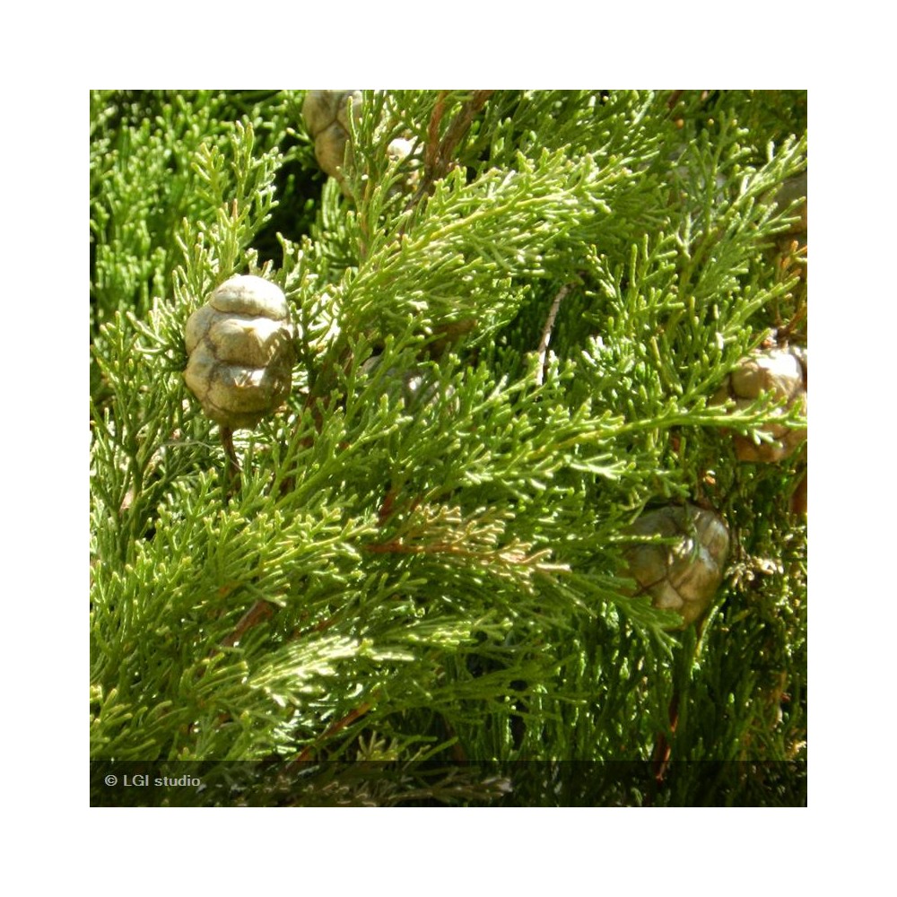 CUPRESSUS sempervirens Stricta