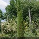 CUPRESSUS sempervirens Stricta