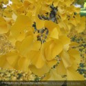 GINKGO biloba