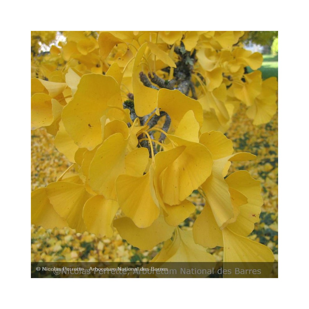 GINKGO biloba