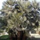 CHAMAEROPS humilis