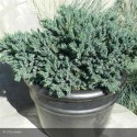 JUNIPERUS squamata Blue Star