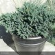 JUNIPERUS squamata Blue Star