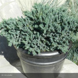 JUNIPERUS squamata Blue Star