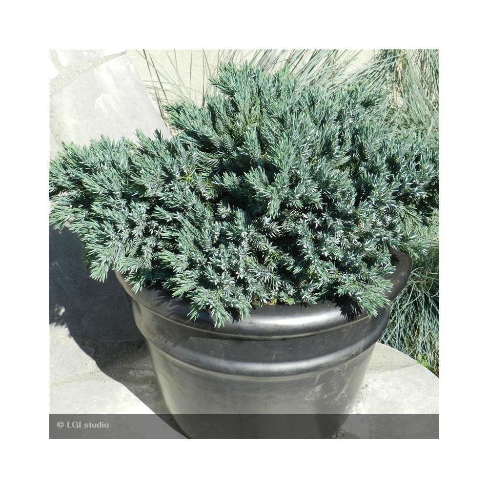 JUNIPERUS squamata Blue Star
