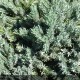 JUNIPERUS squamata Blue Star