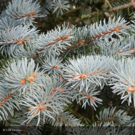 PICEA pungens Koster