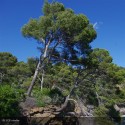 PINUS halepensis