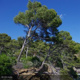 PINUS halepensis
