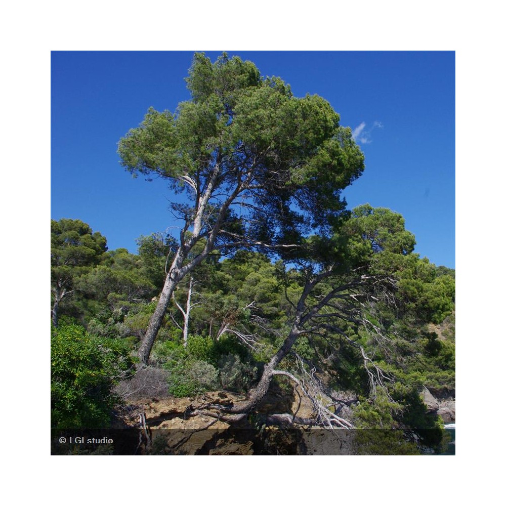 PINUS halepensis