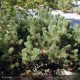 PINUS mugo Mughus