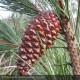 PINUS pinaster