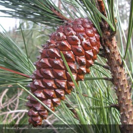 PINUS pinaster