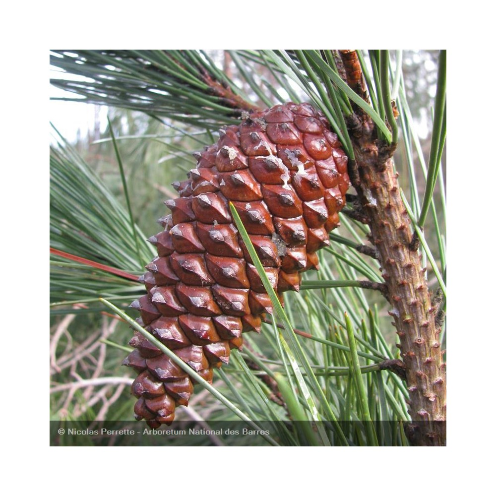 PINUS pinaster
