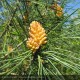 PINUS pinaster
