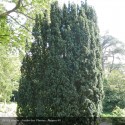 TAXUS baccata Fastigiata
