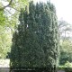 TAXUS baccata Fastigiata