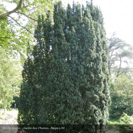 TAXUS baccata Fastigiata