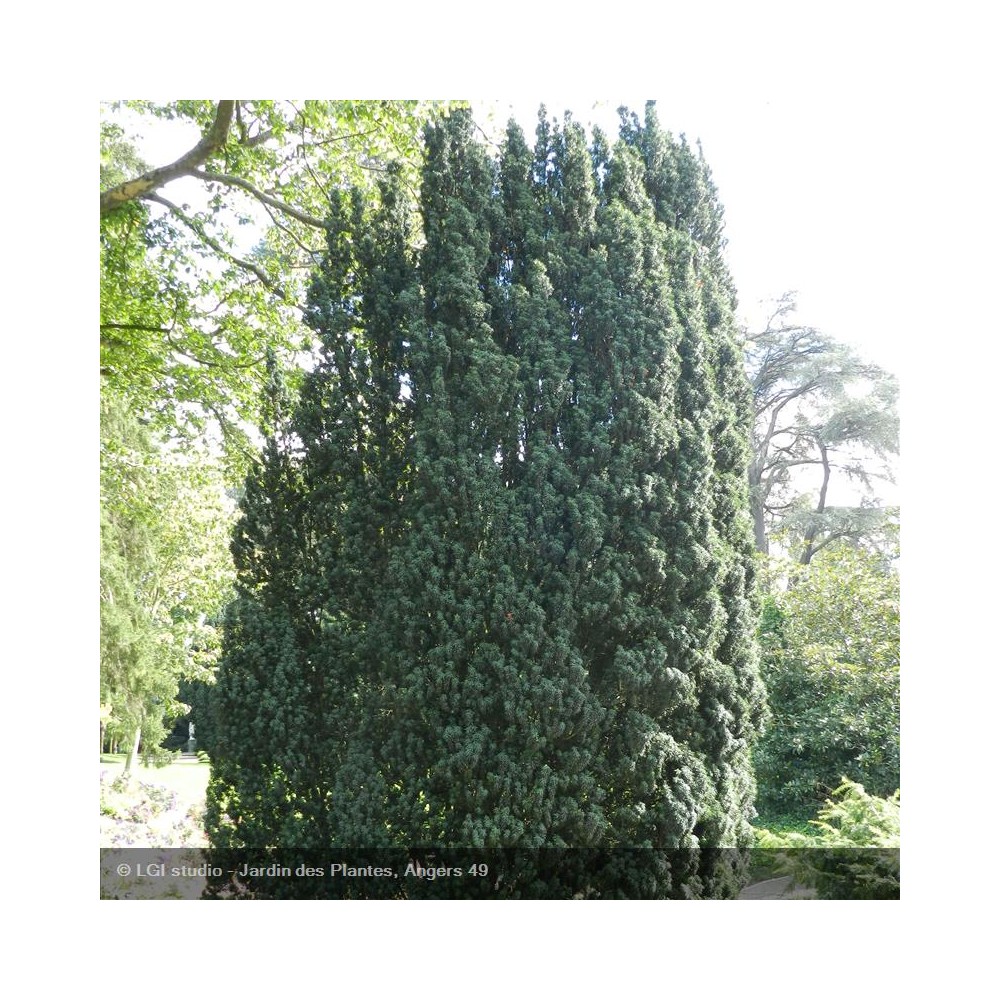 TAXUS baccata Fastigiata