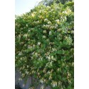 LONICERA japonica Halliana