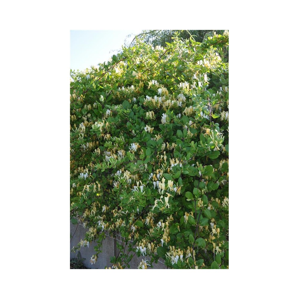 LONICERA japonica Halliana