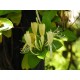 LONICERA japonica Halliana
