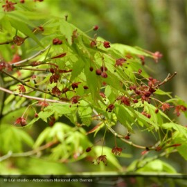 ACER palmatum