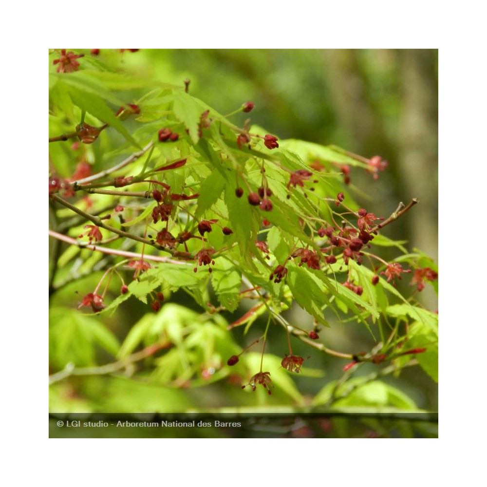 ACER palmatum