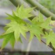 ACER palmatum