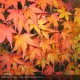 ACER palmatum