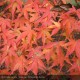ACER palmatum
