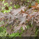 ACER palmatum Atropurpureum