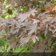 ACER palmatum Atropurpureum