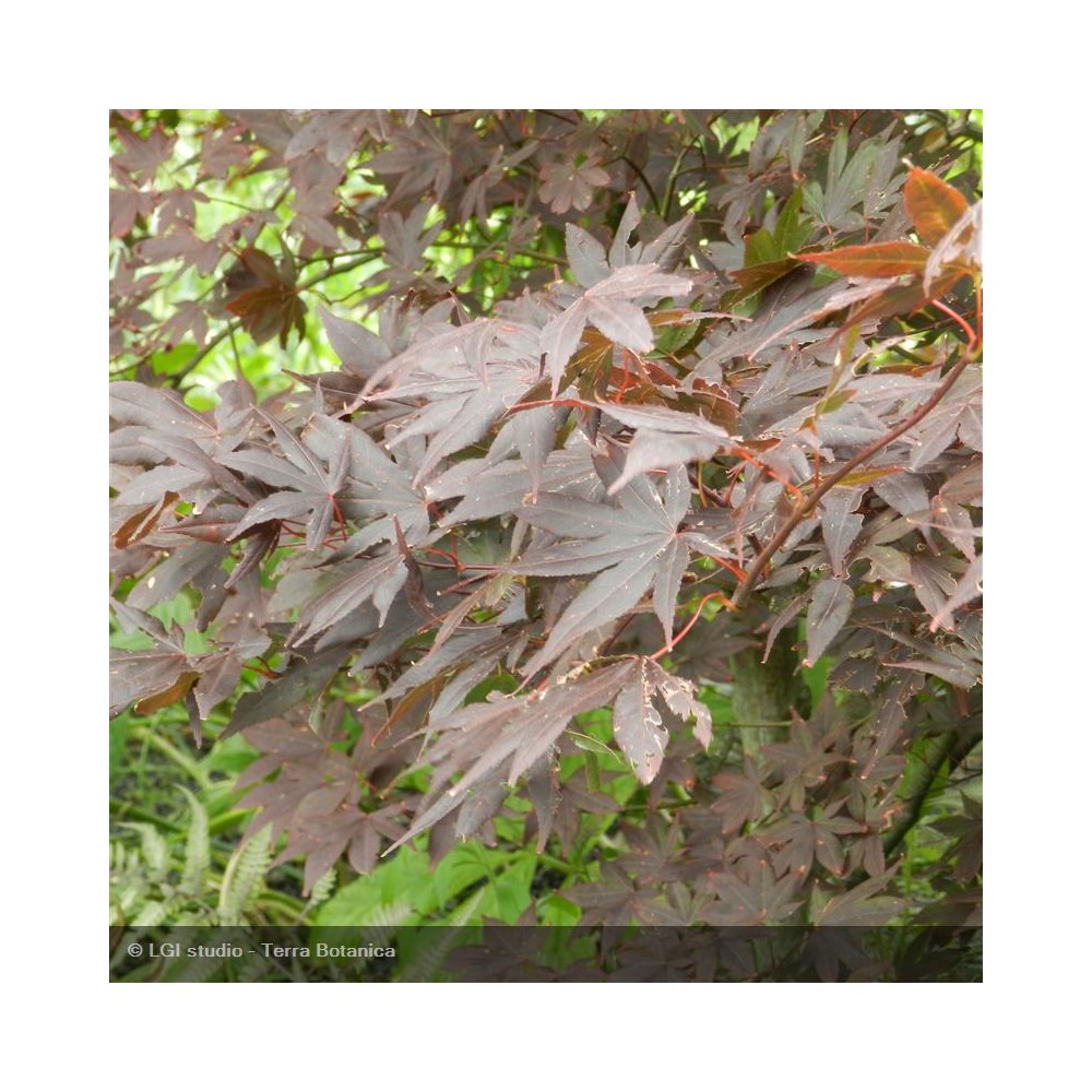 ACER palmatum Atropurpureum