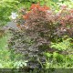 ACER palmatum Atropurpureum