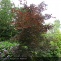 ACER palmatum Bloodgood