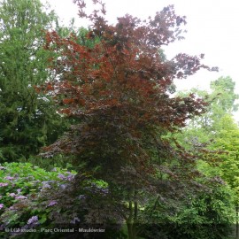 ACER palmatum Bloodgood