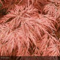ACER palmatum Dissectum Garnet