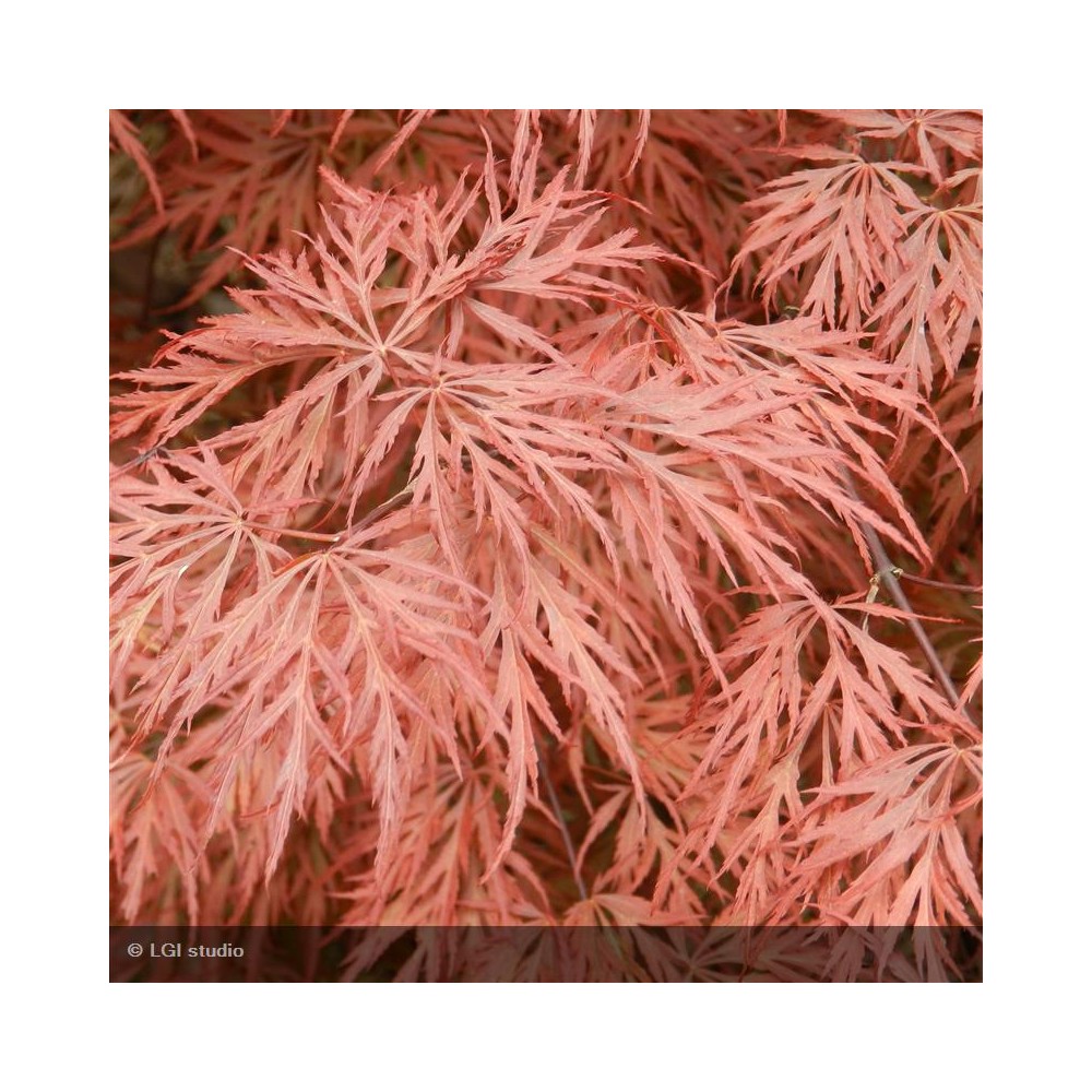 ACER palmatum Dissectum Garnet