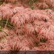 ACER palmatum Dissectum Garnet