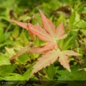 ACER palmatum Orange Dream