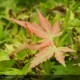 ACER palmatum Orange Dream