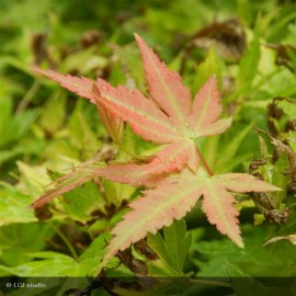 ACER palmatum Orange Dream