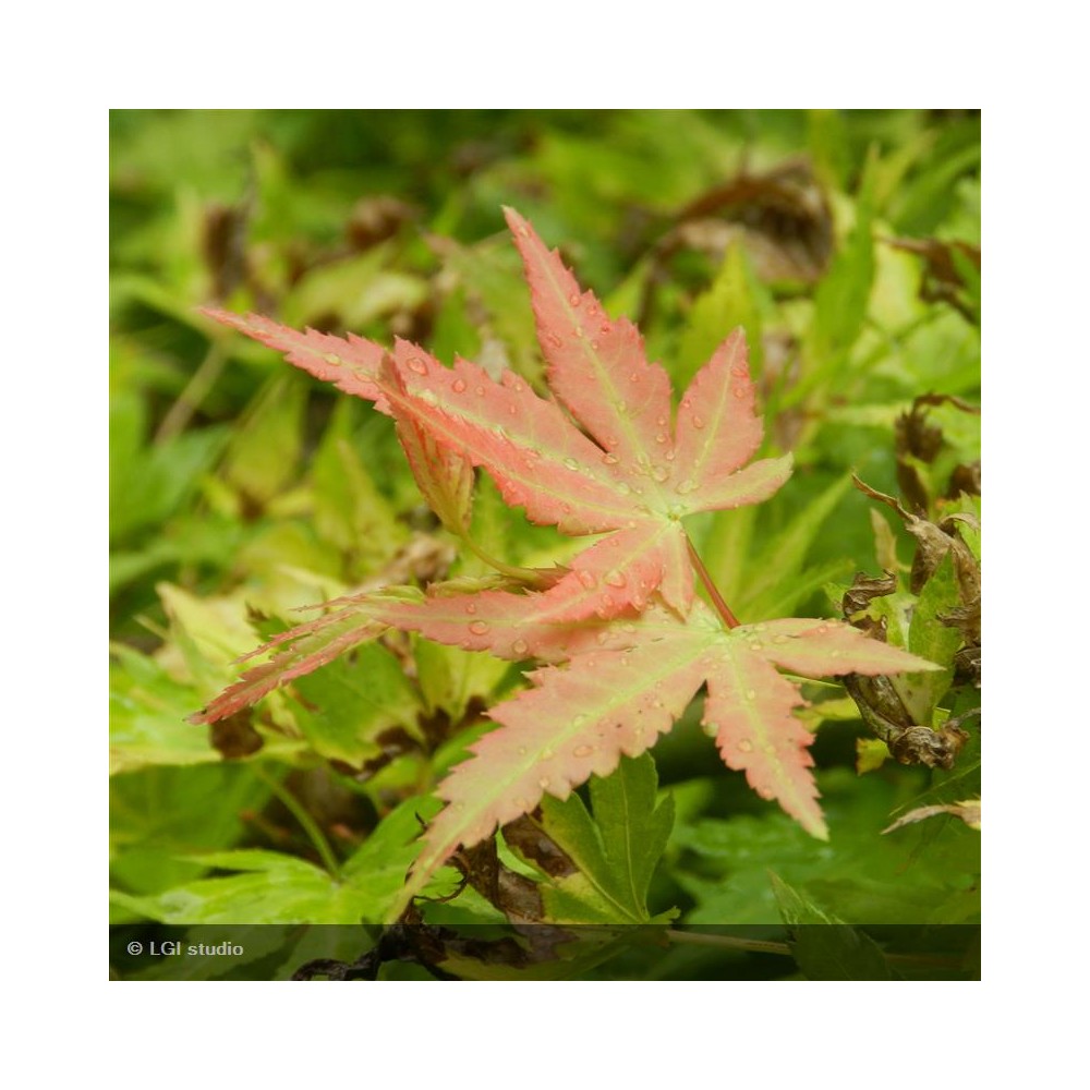 ACER palmatum Orange Dream