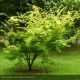 ACER palmatum Orange Dream