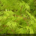 ACER palmatum Seiryu